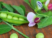 Приметы и обряды на 19 мая – День Иова Горошника