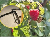 На території України зустрічається понад 1000 видів павуків