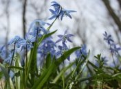 Погода в Украине 26 марта: прохладно и ветрено 