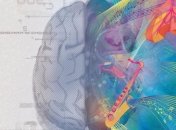 Ученые: в умственных вычислениях участвуют оба полушария мозга