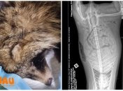 Енотовидная собака попала в беду