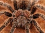 Яд опасного паука можно использовать в качестве болеутоляющего