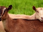 В Новой Зеландии ученые создали генномодифицированных коз с противораковым молоком