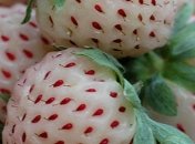 Необычные продукты питания, о которых вы не знали