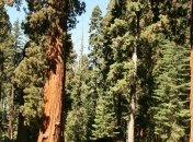 Найдены окаменелые останки древнего леса (Фото)