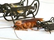 Роботаракан HAMR-Jr стал еще меньше: научился бегать и прыгать (Видео)