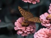 Какие цветы лучше посадить в саду и на даче (Фото)