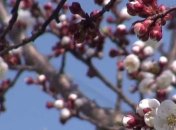 Погода в Украине 13 апреля: облачно, местами дождь 