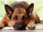 Собаки научились определять наличие онкологических заболеваний у людей