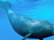 Ученые обнаружили "промежуточное звено" эволюции усатых китов 