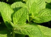 Полезные свойства мяты