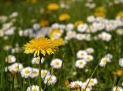 Погода благоприятна для цветения