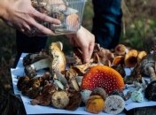 Грибы против болезни Альцгеймера