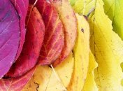 14 сентября 2015, примета дня. Можно украшать мир и собираться замуж