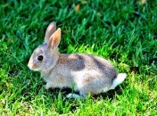 Вечерняя сказка. О том, как зайчик стал смелым и сильным