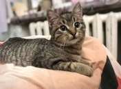 Котенок, которого спасли в харьковском метро