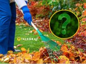 Осенний сад