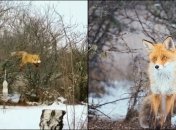 Забравшаяся на дерево крымская лиса повеселила сеть (видео)