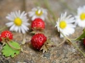 9 июля - праздник, что категорически запрещено делать, главные приметы