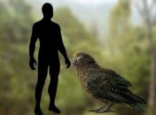 Останки гигантского попугая обнаружили в Новой Зеландии