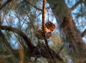 Супер-совы: невероятно красивые пернатые хищники (Фото)