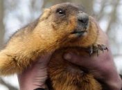 Харьковский сурок Тимка ІІІ предсказал, когда в Украине наступит весна