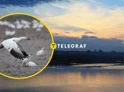 Бакланы на Днепре