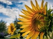 Подсолнечник известен своей неприхотливостью