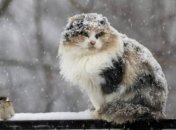 Прогноз погоды на 8 марта: в Украину придет потепление 