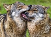 Как общаются волки и собаки?