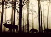 Незаменимая экологическая роль: к чему приведет вымирание животных