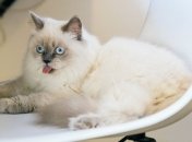 Летуны, любители арбузов и уроки "тыц тыц тыц": самые уморительные картинки и мемы с котами за неделю