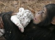 Удивительная мама: шимпанзе выхаживает тигрят (ФОТО)