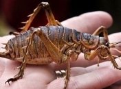 Как выглядит самый большой кузнечик в мире?
