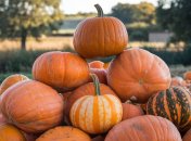 Очистить тыкву от твердой кожуры бывает непросто