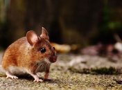 Глобальное потепление увеличит популяцию грызунов  