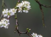 Приметы и обряды на 8 апреля – День Архангела Гавриила