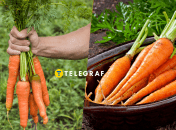 Урожай моркви