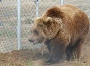 Как спасают медведей после неволи (Видео)