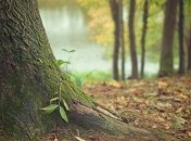 Вот так выглядят лесные феи: невероятные скульптуры из старых коряг (Фото)