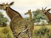 Ученые восстановили "промежуточное звено" эволюции длинных шей жирафов