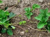 Кущі полуниці