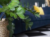 Удобрение подойдет молодым и взрослым растениям