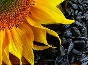 Семечки подсолнуха: вред или польза