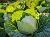 Белокочанная капуста