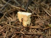 Эти лайфхаки - отличное средство