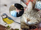 Как коты, птицы и погода предупреждают о морозах