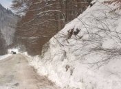 В Карпатах сохраняется опасность схода лавин