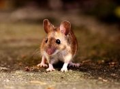 Вчені змогли оживити мертвий мозок миші 