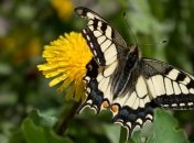 Погода в Украине 5 июня: возможны дожди и грозы 